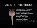 Kip-s - Seeds of Intention