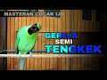 Download Lagu GEREJA SEMI TENGKEK || CUCAK IJO GACOR FULL TEMBAKAN NGEKEK PANJANG-PANJANG