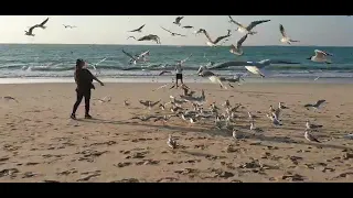 جمال طيور النورس على شاطئ البحر بدبي 