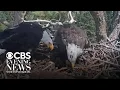 California birdwatchers gain new hope after beloved eagle s disappearance