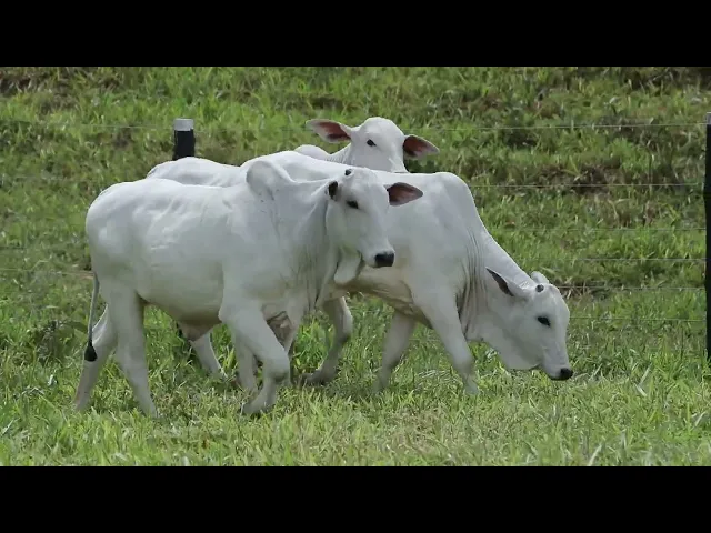 3 Bezerras Nelore P.O.