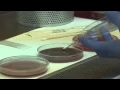 Carolina College Medical Laboratory Science