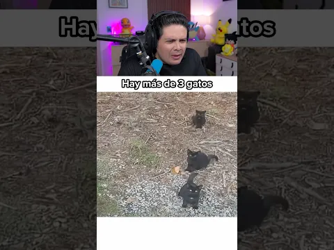 HAY MÁS DE 3 GATITOS!!