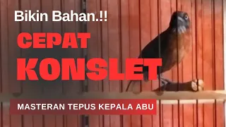  pancingan top buat bikin tepus kepala abu cepat gacor konslet 