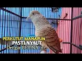 Download Lagu Perkutut Betina memanggil jantan Suara bersahutan perkutut lokal gacor , Ampuh untuk PANCINGAN