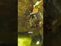 The Larva That Builds Its Own Case