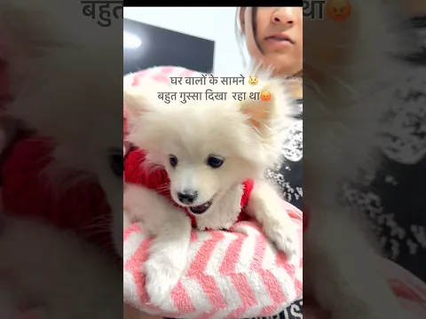 Aj to meri fielding set ho gyi😿😂 || suhani patel || #short #funny #viralvideo #puppy #suhanipatel