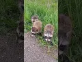 Download Lagu CUTEST Baby Raccoons 🦝