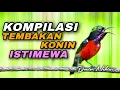 Download Lagu KOMPILASI MASTERAN TEMBAKAN KONIN GACOR FUL ISIAN MATERI ISTIMEWA COCOK BUAT PANCINGAN KOLIBRI NINJA