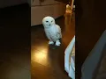 Lagu VIRAL!!!!! Burung hantu indah putih warnanya ♥️😘😍 #shorts #viral #trending #owl #birds