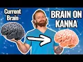 Kanna Supplement Review Sceletium Tortuosum s Effect on Cognition and Mood