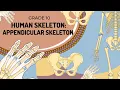 Human Skeleton APPENDICULAR SKELETON