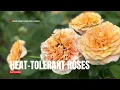 Looking for heat tolerant roses Here are 10 suggestions