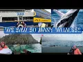 ALASKA RAILROAD to SEWARD INCREDIBLE WILDLIFE Kenai Fjords National Park Vlog