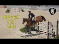Why Ocala Is the Horse Capital of the World Florida Road Trip