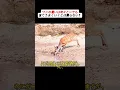 Download Lagu ワニの狙いは次々と…でも全てうまくいくとは限らない？ #サバンナドラマ #野生の攻防 #インパラジャンプ #危機一髪