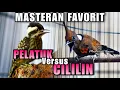 Download Lagu MASTERAN GACOR PELATUK BERAS/SAMPIT VS CILILIN NEMBAK PANJANG KASAR COCOK BUAT ISIAN MURAI BATU MUDA