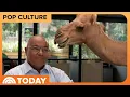 Hump Day Camel Crashes Mike-Mike-Mike Tirico s NFL Meeting