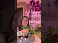 Download Lagu How I take care of my orchids  #orchidcare #plantcaretips #orchidblooms #loveplants