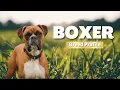 Boxer Breed Dogs 101 Is It the Right Dog for You Everything You Need To Know