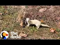 Lagu Abandoned Ferret Finds Home Where He's Truly Loved | The Dodo