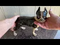 Vintage Hubley Cast Iron Boston Terrier Doorstop