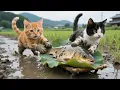 Download Lagu Mama Cat Takes Kittens To The Countryside To Harvest Rice, Play In The Mud And Catch Fish🐾🌾🐠