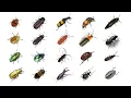 Download Lagu 🪲 🐞 Types of Beetles | Learn Types of Beetles In English | Beetles In English | English Beetle Names
