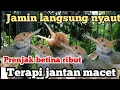 Lagu prenjak betina ribut terapi jantan macet atau buat pikat prenjak liar/paling ampuh