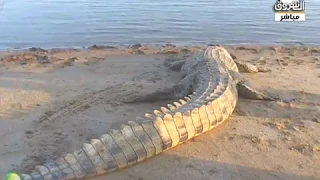 شاهد كيف يتم صيد التماسيح في السودان صباح الشروق 