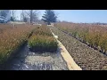 Cedarwood Nursery Haul