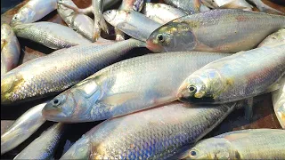  amazing best fish padma fish