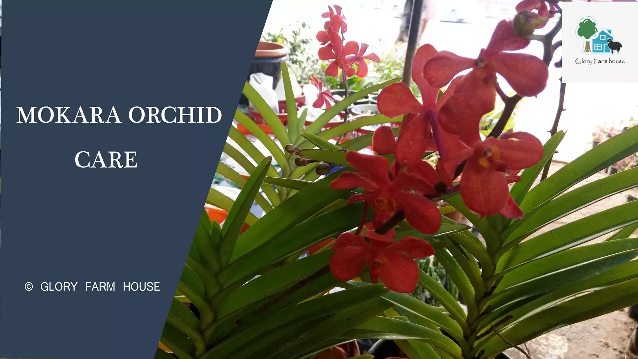 MOKARA ORCHID CARE
