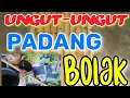 Suling ungut 2 p.bolak