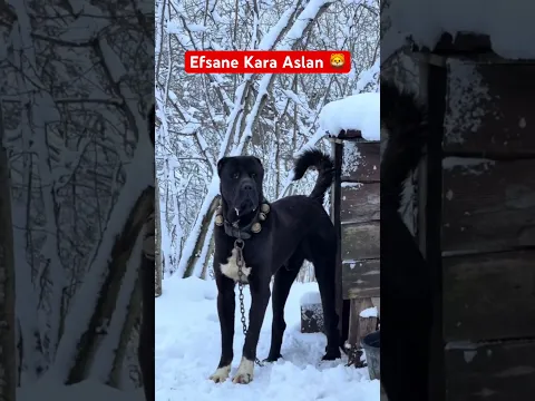 EFSANE KARA ASLAN 🦁 KURT GÖRSE KORKUDAN KAÇAR! #dog #wolfcales #yavruhayvanlar #animals