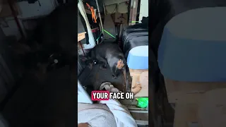 #Fyp #dream #doberman #pets #YouTube