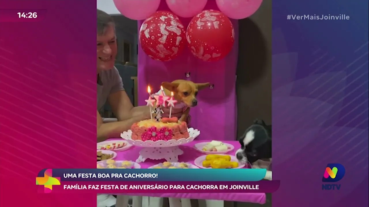 Família faz festa de aniversário para cachorra em Joinville