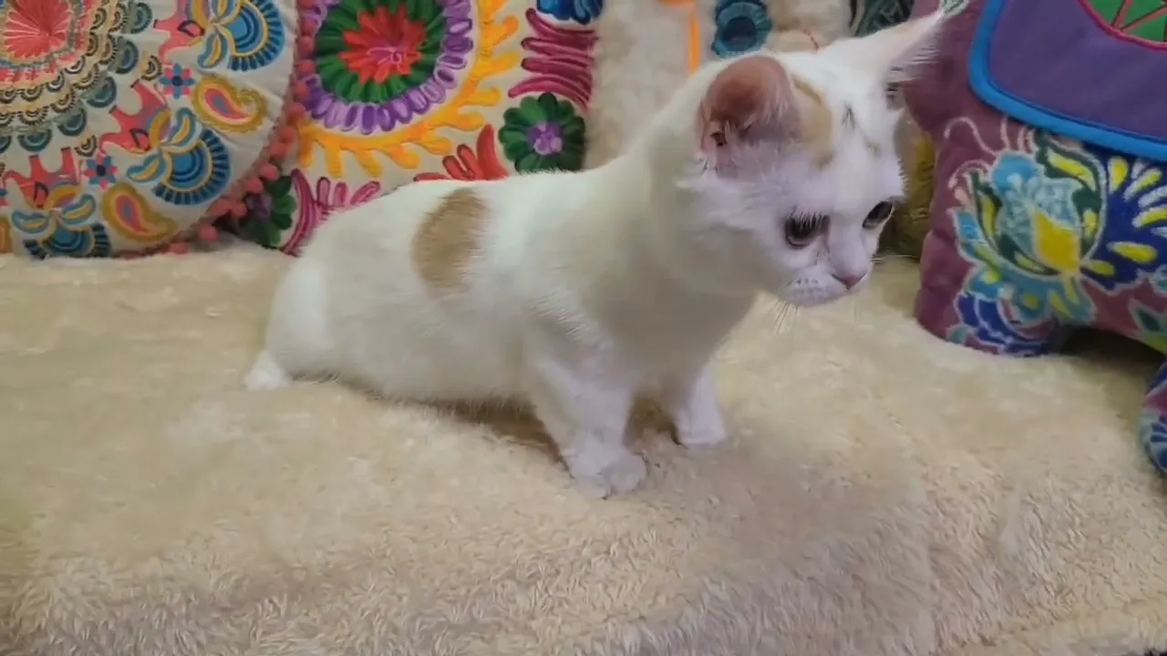 動画
