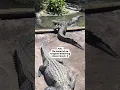 POV: The Sound of an Alligator Bellowing. Listen Closely 🐊 #NelsonEverywhere