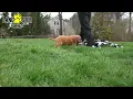Lively Cavapoo Puppies