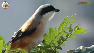 buat harian masteran suara burung bentet cended pentet asli di alam bebas