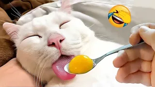 Try not to laugh 😂 Best funny cats and dogs 2025 😹🐶 Part 3