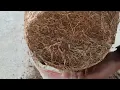 how to prepare of champa plumeria for more flowers | how to grow champa plumeria in pot