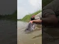 Download Lagu Amazing Fishing Technique In River Big Monster Fish Video#fish#video