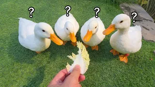 직접부화시킨 콜덕 4남매의 성별과 이름이 정해졌습니다 ㅎㅎ 더 친해질 수 있을까요?