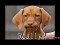 GIFS MEME CLOWN
