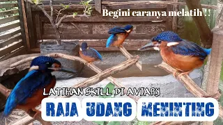 aviary burung tengkek raja udang meninting tengkek mini di aviary