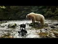 Great Bear Rainforest IMAX documentary