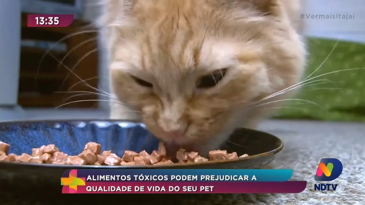 Alimentos tóxicos podem prejudicar a qualidade de vida do seu pet