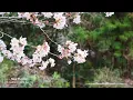 The Best of Classical Music Masterpieces for Stress Relief | Chopin, Mozart, Vivaldi, Beethoven